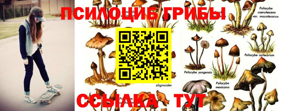 Зима  Галлюциногенные грибы Psilocybine cubensis  Псилоцибиновые грибы прущие грибы  Вход с VPN 